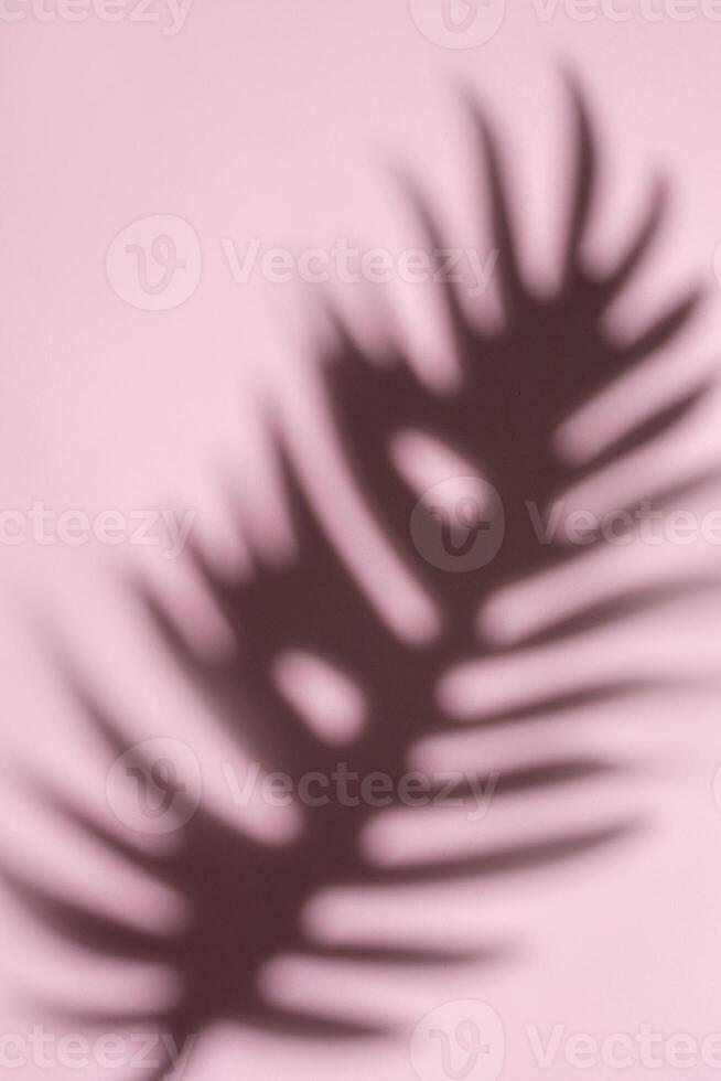 Blurred Palm Fronds in Soft Light Creating a Dreamlike Pattern photo