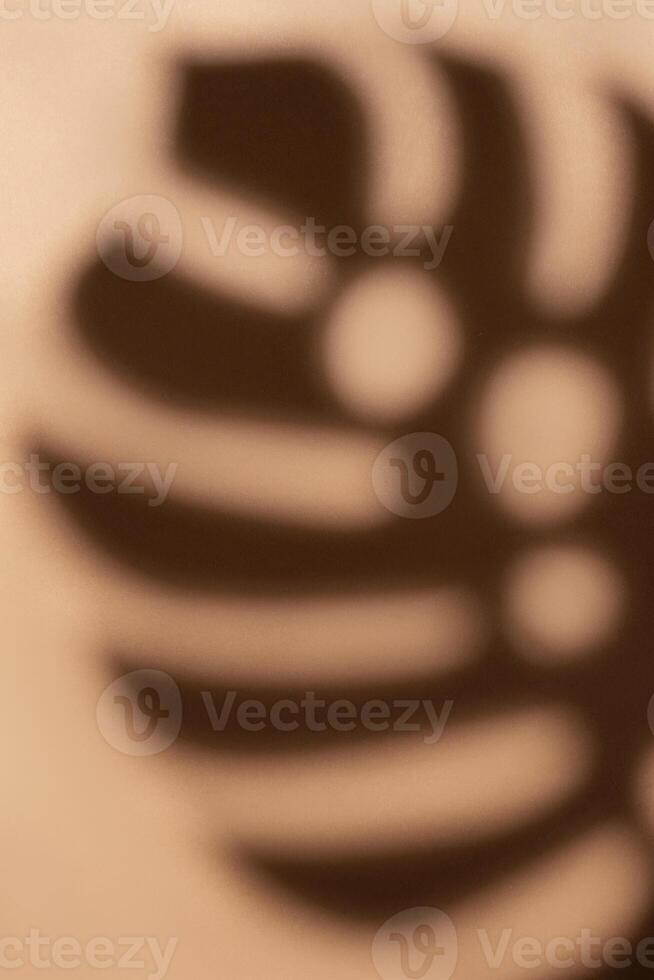 Shadows from monstera leaves photo