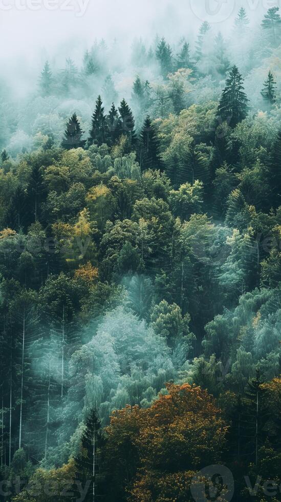 AI generated Misty Forest at Dawn With Lush Greenery and Autumn Colors photo