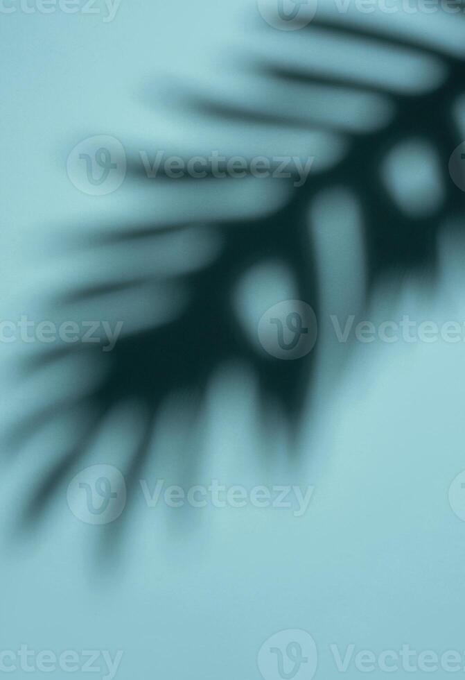 Abstract Shadow of a Tropical Leaf on a Light Blue Background in Soft Focus photo
