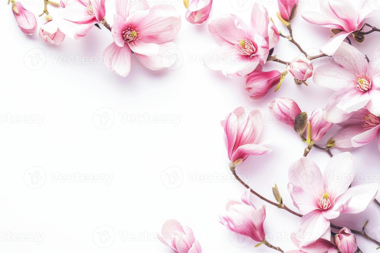 AI generated Blooming Magnolia Flowers Against a Bright White Background in Springtime photo