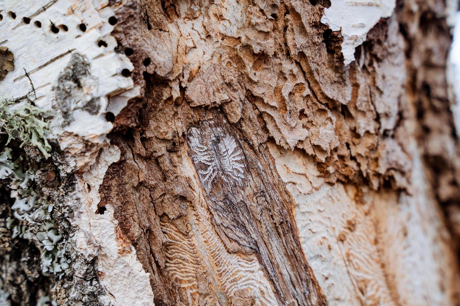 Birch affected by bark beetles, dry tree trunk, pests ate wood, bark beetle tracks under the tree. photo