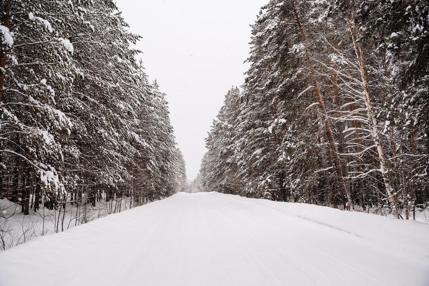 Snow-covered empty road without cars. A road going straight to the mountains. Tall mighty trees are covered with snow. A journey in the wild in winter photo