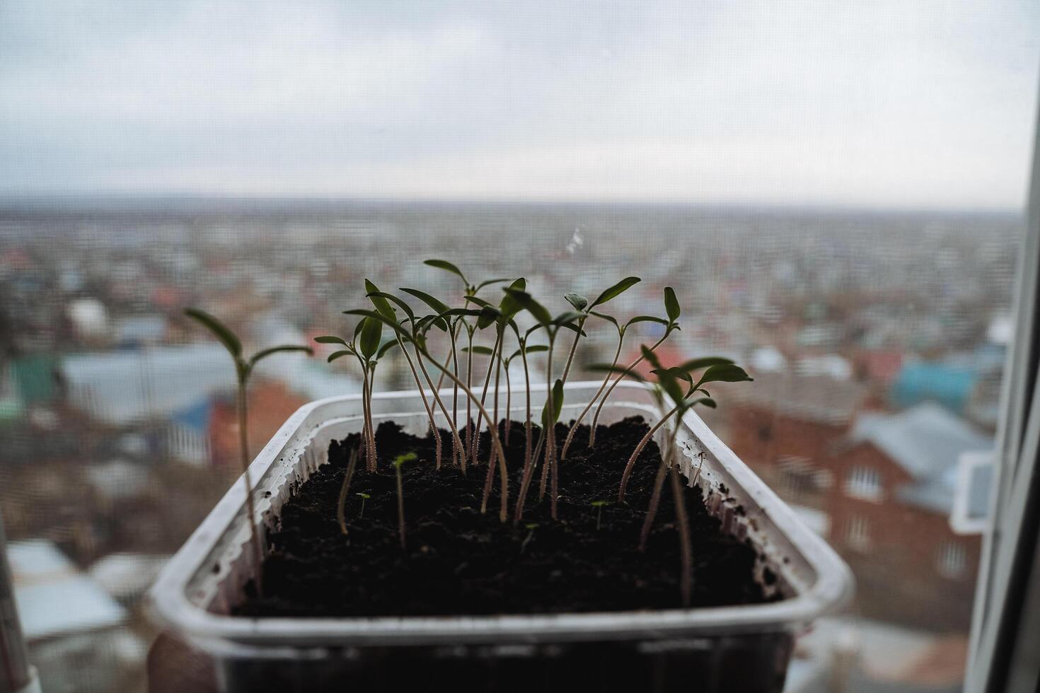 Young shoots of seedlings against the background of the window. A box of soil for seedlings, tomato seedlings. photo