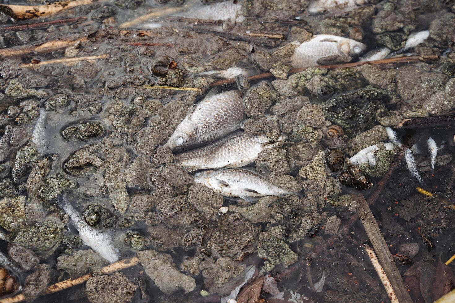 Swamp tina dead fish, dead remains of fish in rotten water, white eyes, poisoning of the reservoir. photo