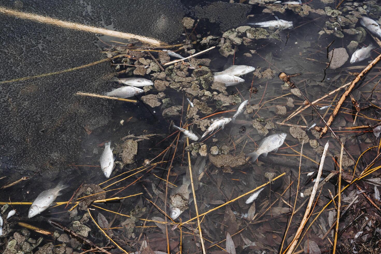 Fish died poisoning pond dirty water chemicals in the river, environmental disaster, planet dies, fauna dies. photo