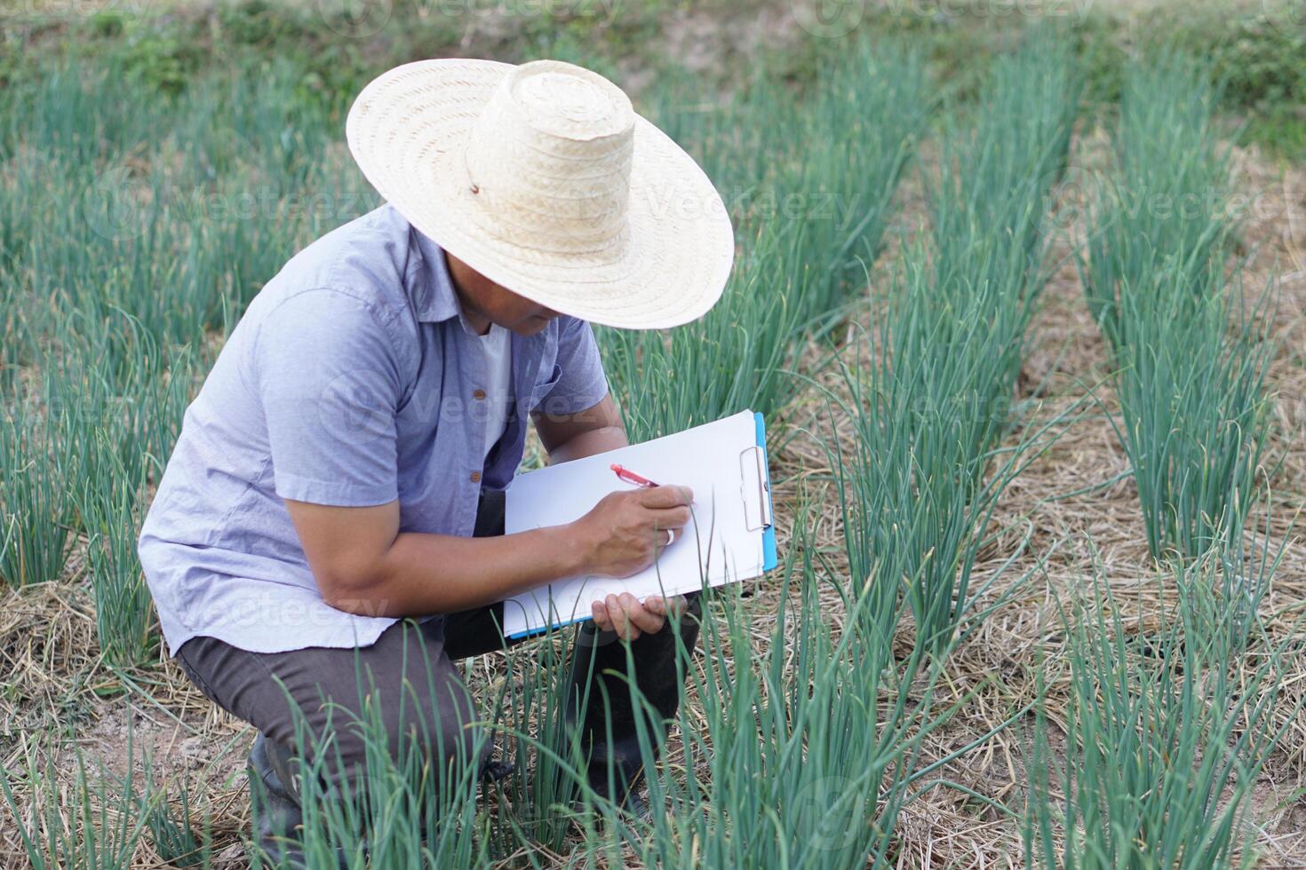 Asian man farmer is inspecting growth and diseases of plants in garden, wears hat and holds paper clipboard. Concept, Agricultural research to develop and control quality of crops for the best product photo