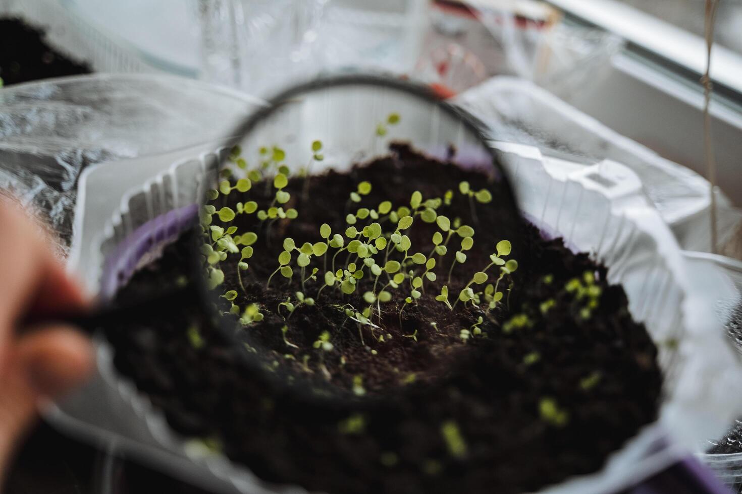 Seedlings view through a magnifying glass the shoots of the plant, increasing the germination of green grass. Land for hailstones on the windowsill. photo