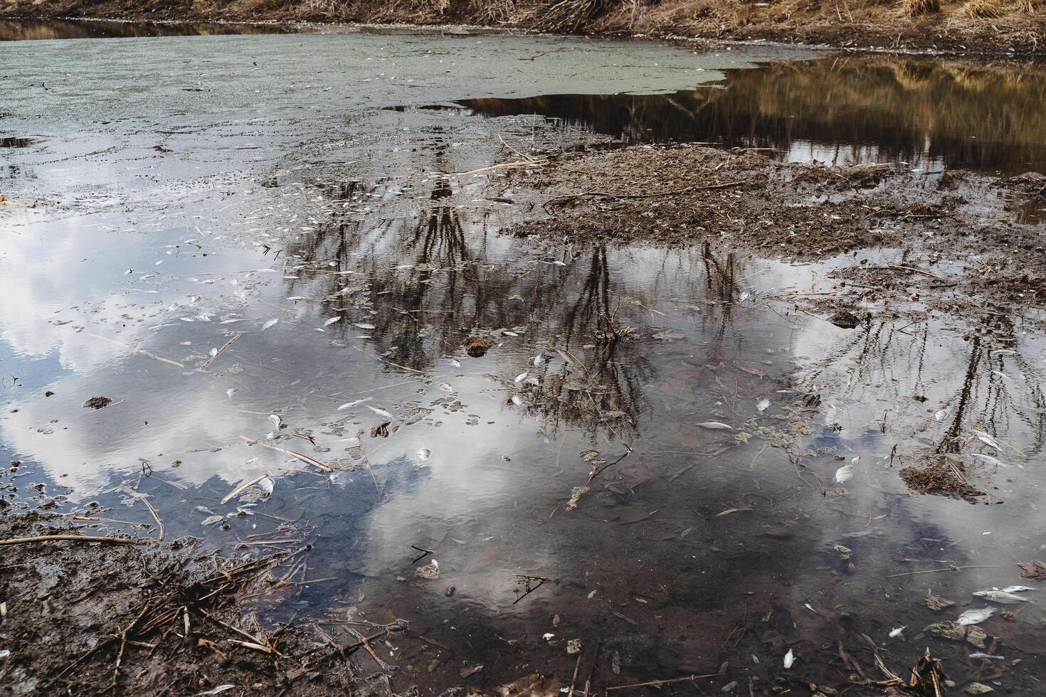 Pollution of the reservoir is the death of fish, dead fish lie in the water, rotten lake, bad ecology, dirty poisoned water. photo