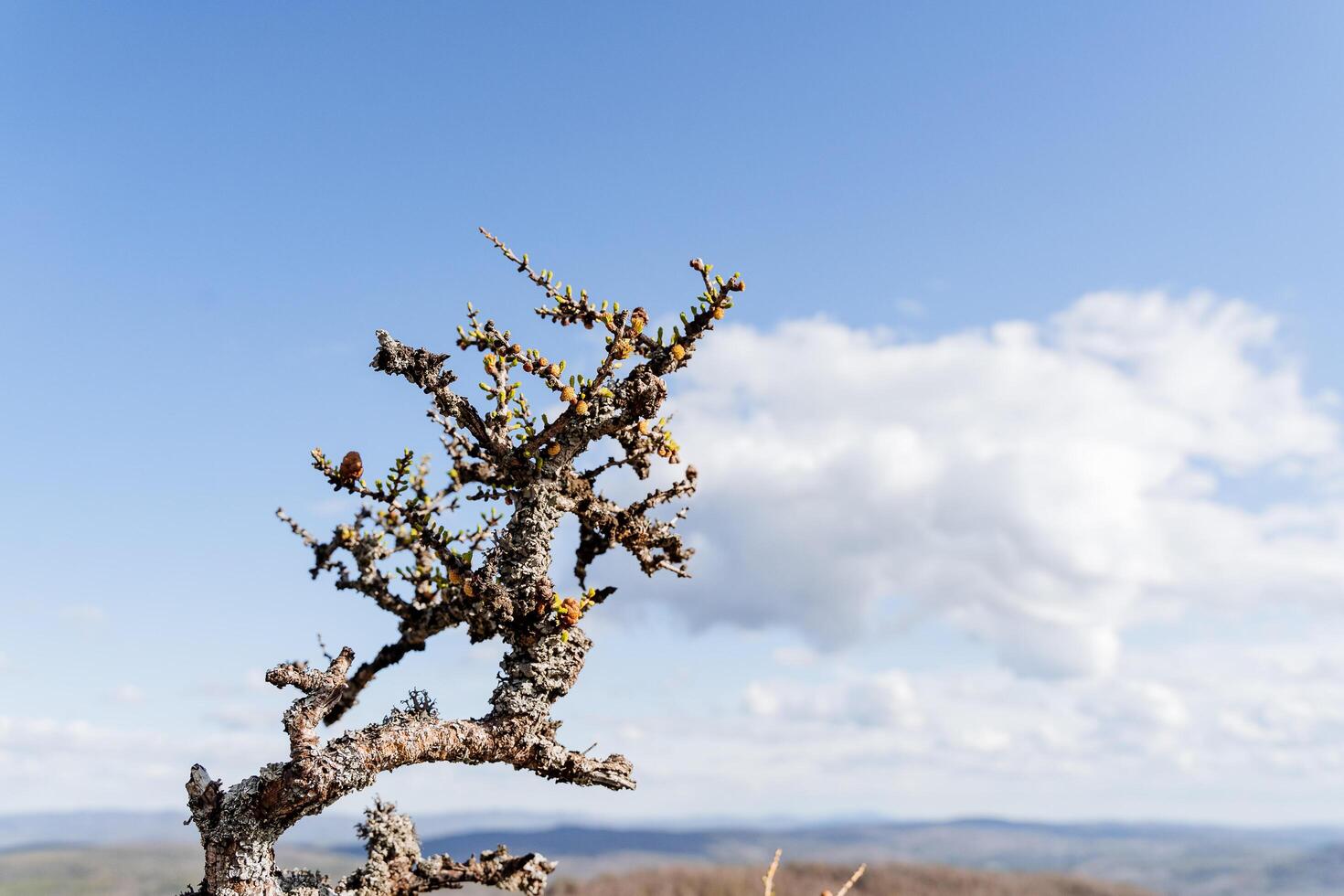 Mountain larch grows high in the mountains, spring buds on the tree swell, a branch of a coniferous tree against the sky, the birth of nature. photo