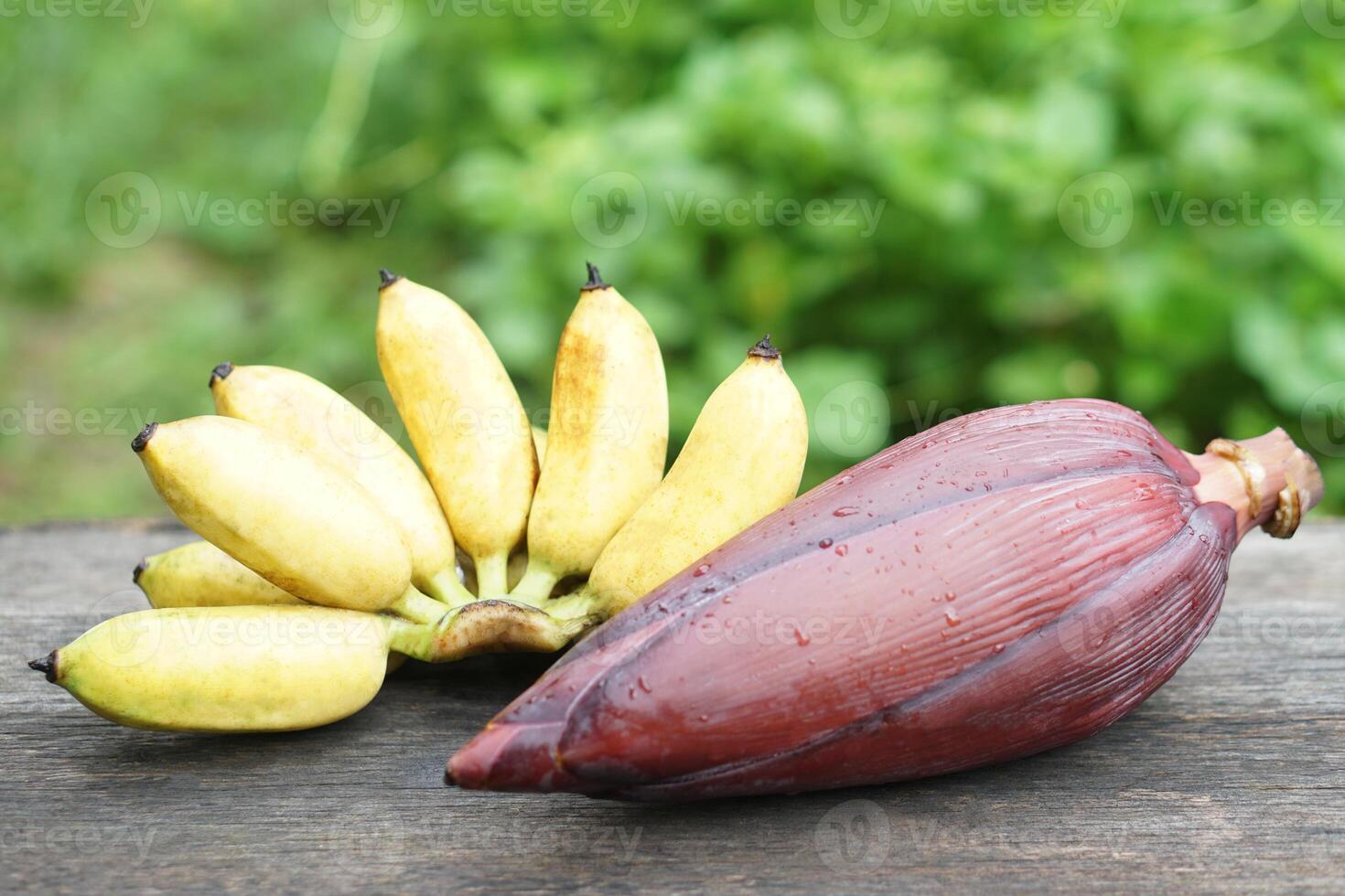 Yellow banana fruits and edible banana flower. Concept, Agriculture crop from garden. Food ingredient can be cooked in variety delicious menu, has medicinal properties Good for health. photo