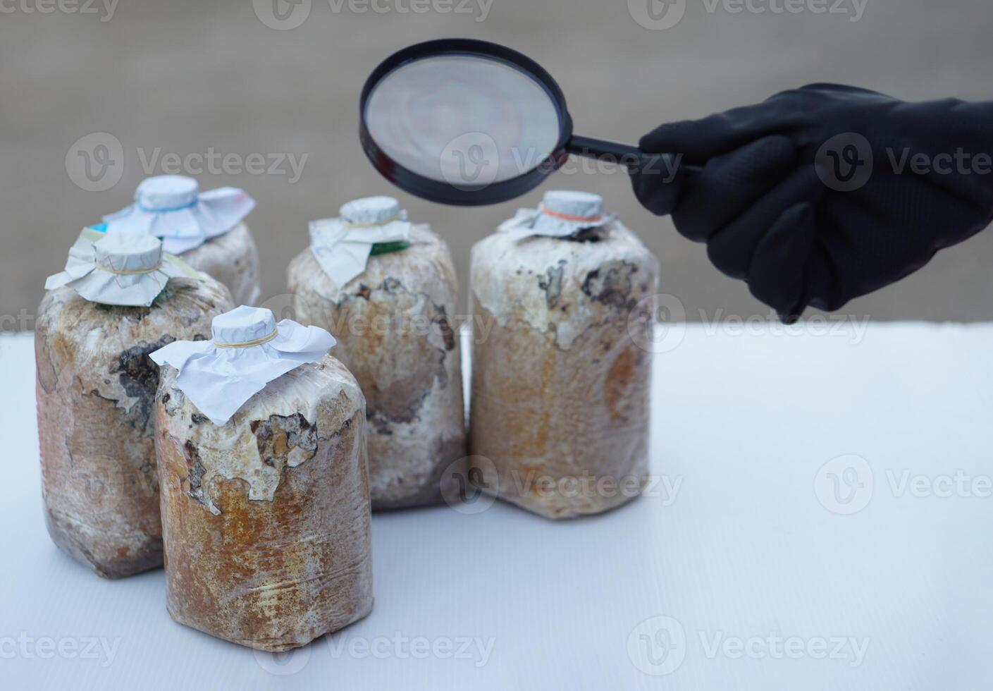 Hand wears black glove , hold magnifying glass to inspect fungus in mushroom seedling bags, Science experiment about expanding of fungus. Concept, Growing mushroom process. photo