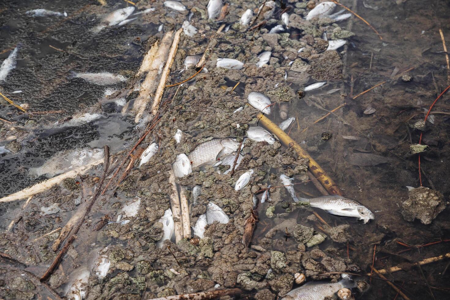 A lot of dead fish died from poisoning of water with chemicals, the mass death of the fauna of the river reservoir, a lake full of dead fish. photo