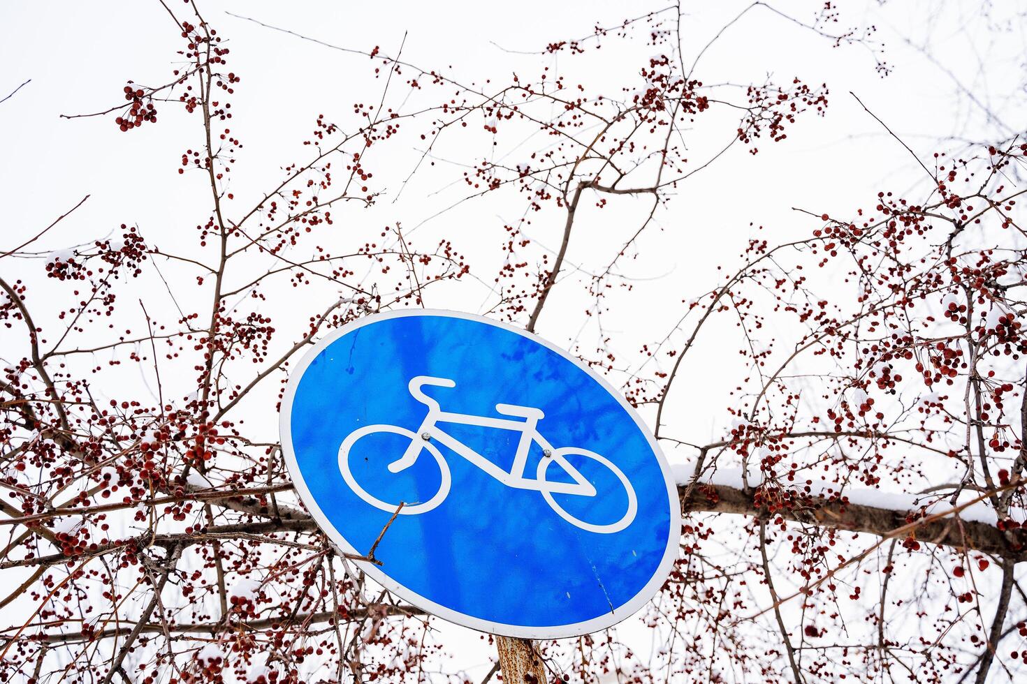 Road sign is a bicycle road. Drawing of a bicycle transport on a blue background. photo