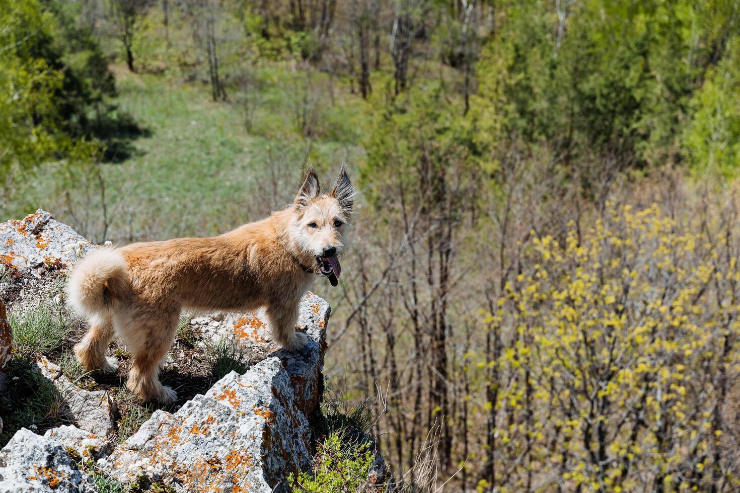 A dog stands on a cliff looking into the camera, a portrait of a red dog, a mongrel sticking out his tongue. photo