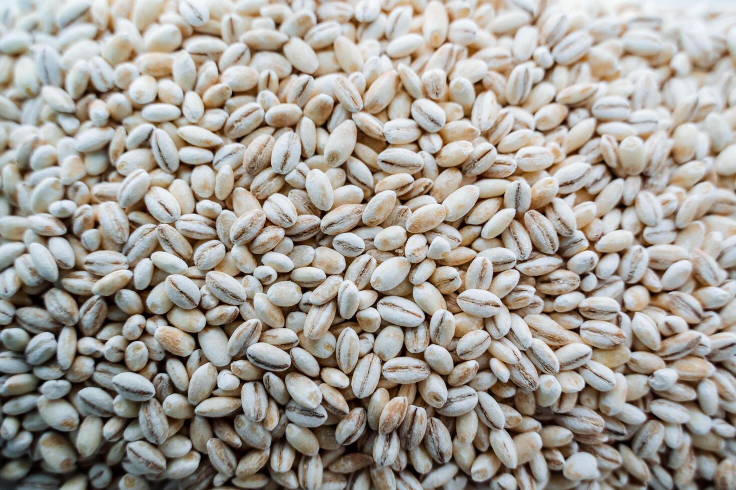 Pearl barley top view. White cereal. Pearl barley grains. photo