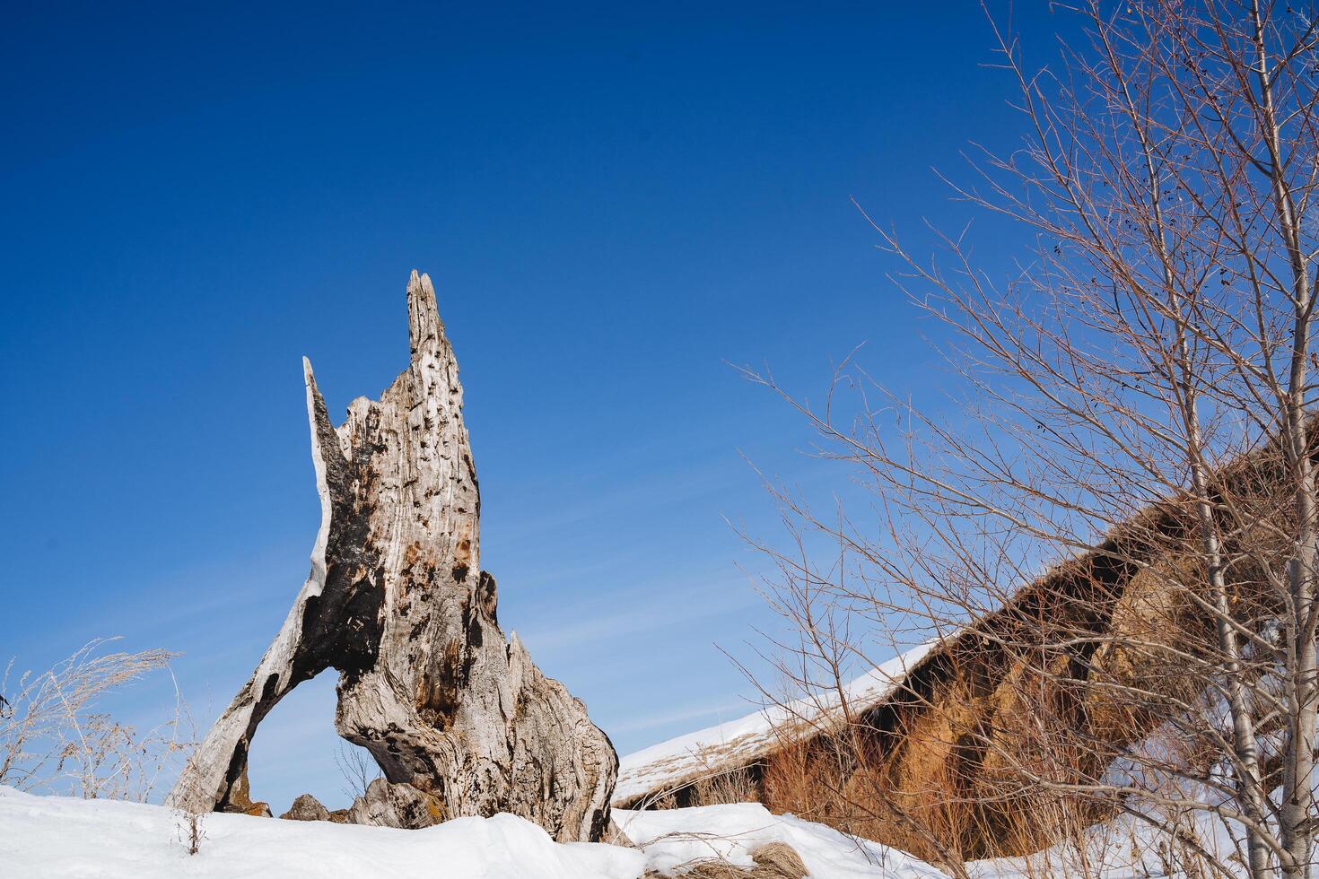 Old tree with hole in trunk, rotten tree trunk struck by lightning, gray cara, blue sky in the background, winter snow photo