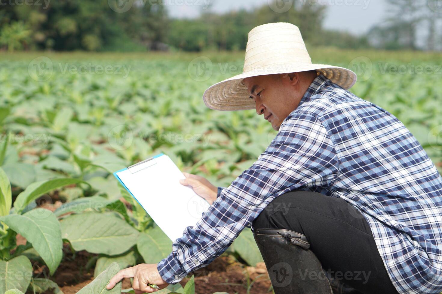 Asian farmer is observing and writing on paper notepad , collecting data about growth and disease of plants at garden. Concept, Take care after growing for the best quality agricultural product. photo