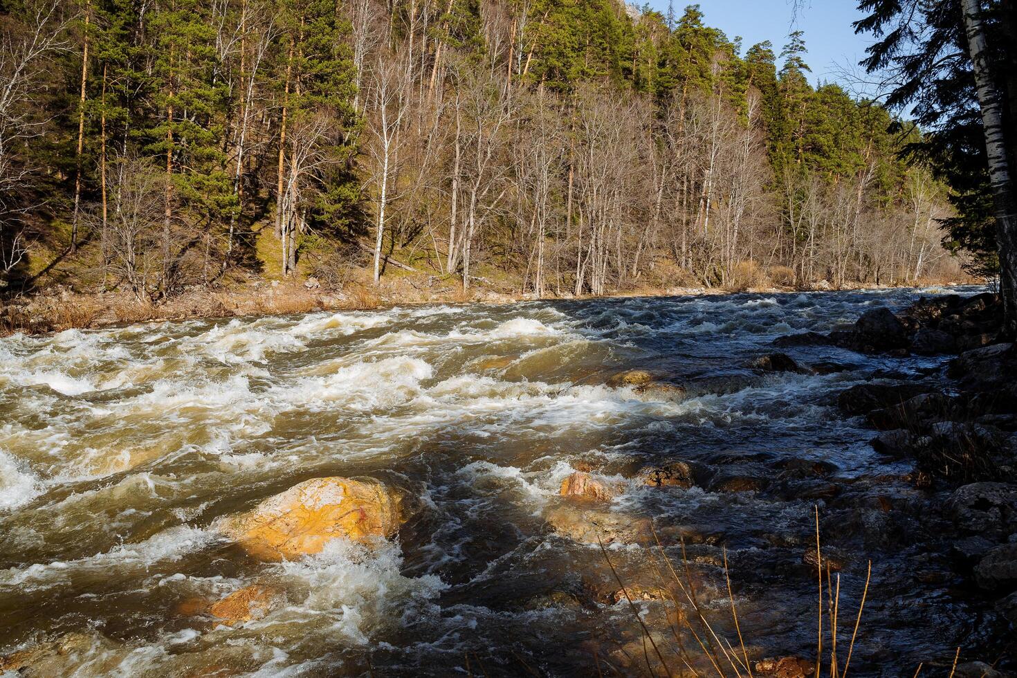 piedras mentira en el cama de un montaña río, rápidos en un rocoso río, taiga en Rusia, puesta de sol en naturaleza, turbulento agua, primavera inundación, desnudo bosque. foto