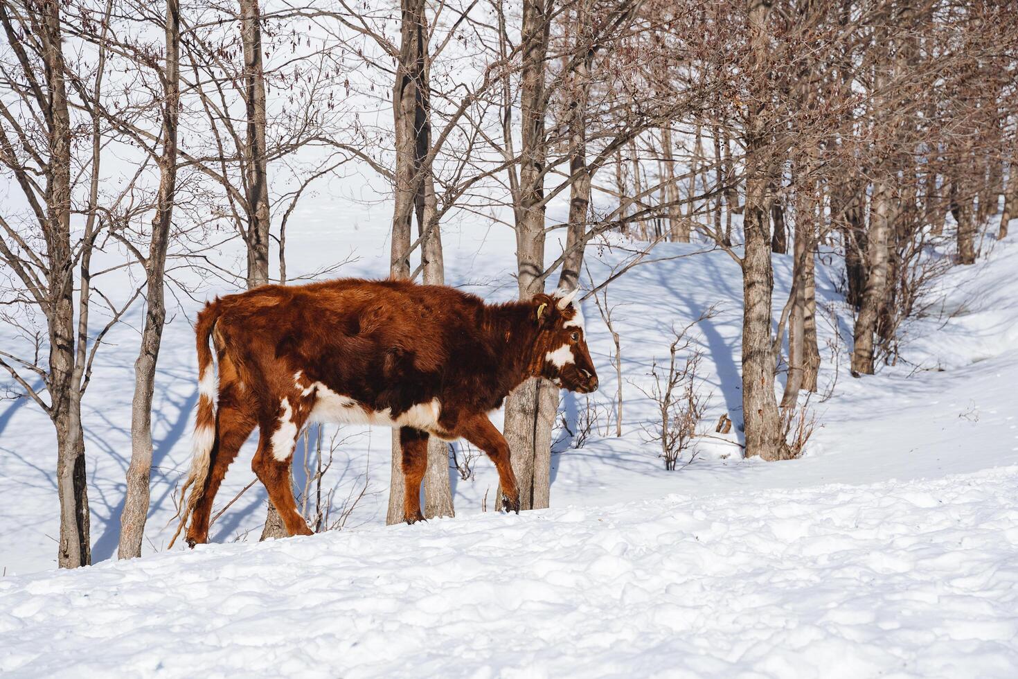 A young calf lost from the herd walks home in the snow. A small brown cow walks on deep snow. photo