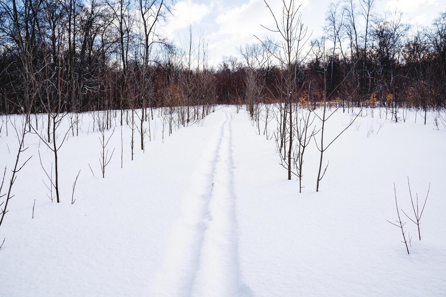 esquí pistas en el nieve, el cazador esquiado mediante el nieve, el invierno la carretera en el bosque, nublado clima, escarcha frío. foto