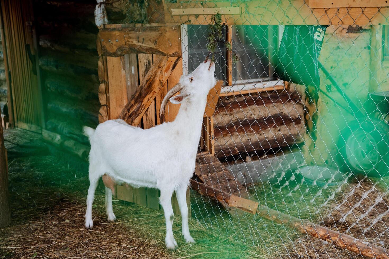 A white goat pulls its head up, a pet stands in a pen, cattle, a white goat, agriculture, a goat asks for food. photo