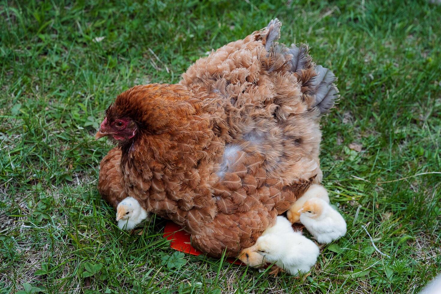 Klusha sits on the grass warming her chickens, a brood of small chicks grazing around the mother, a brown hen hen. domestic animals, feathered birds of agriculture. photo