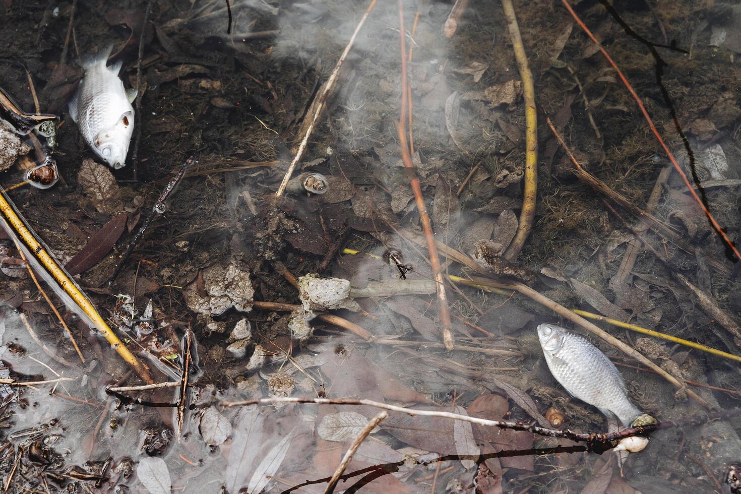 The extinction of individuals of a particular species of fish, pollution of industrial wastewater into the river, dead fish swim in the river. photo