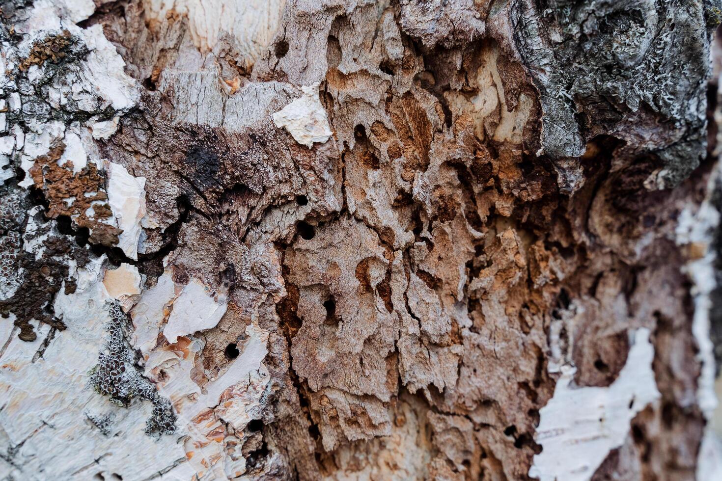 Black holes on the tree's scarf from insects, bark beetle minks on birch, dry cara, wood texture, forest pests destroying flora. photo