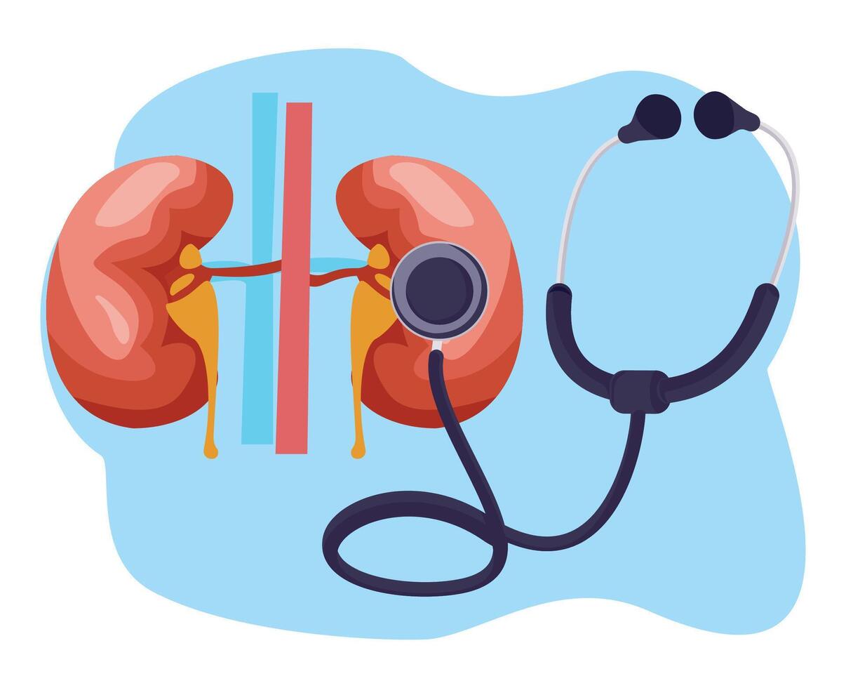 illustration kidney medical checkup with stethoscope vector