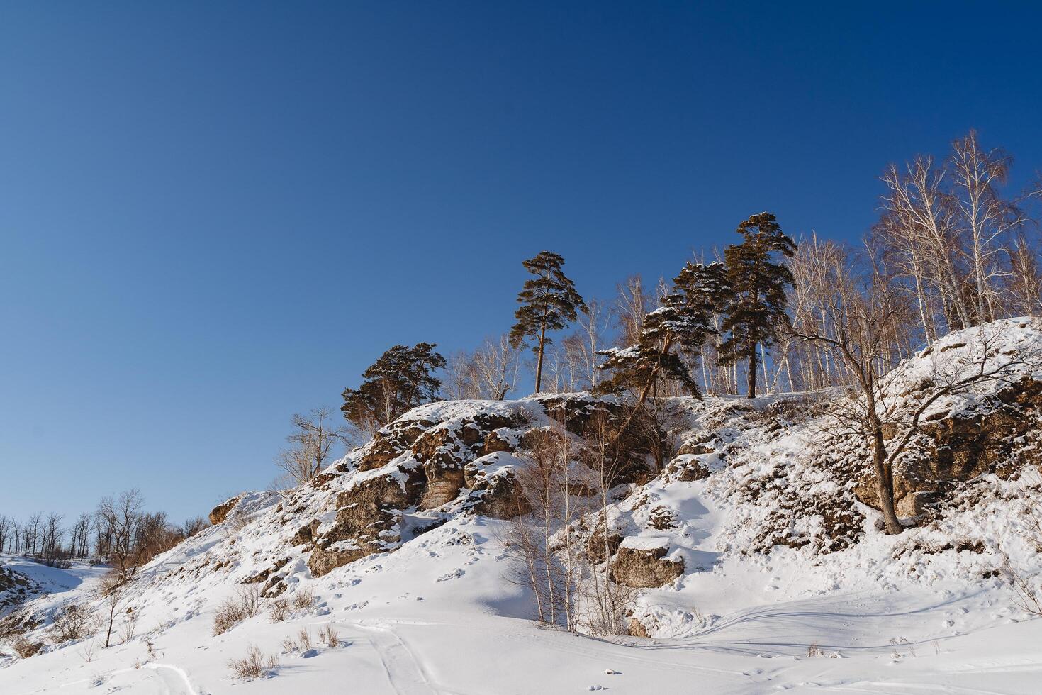 Rocks on which Christmas trees grow, the landscape of the mountain in winter against the background of the blue sky. The earth is covered with snow, the cold season, spring, thaw. photo