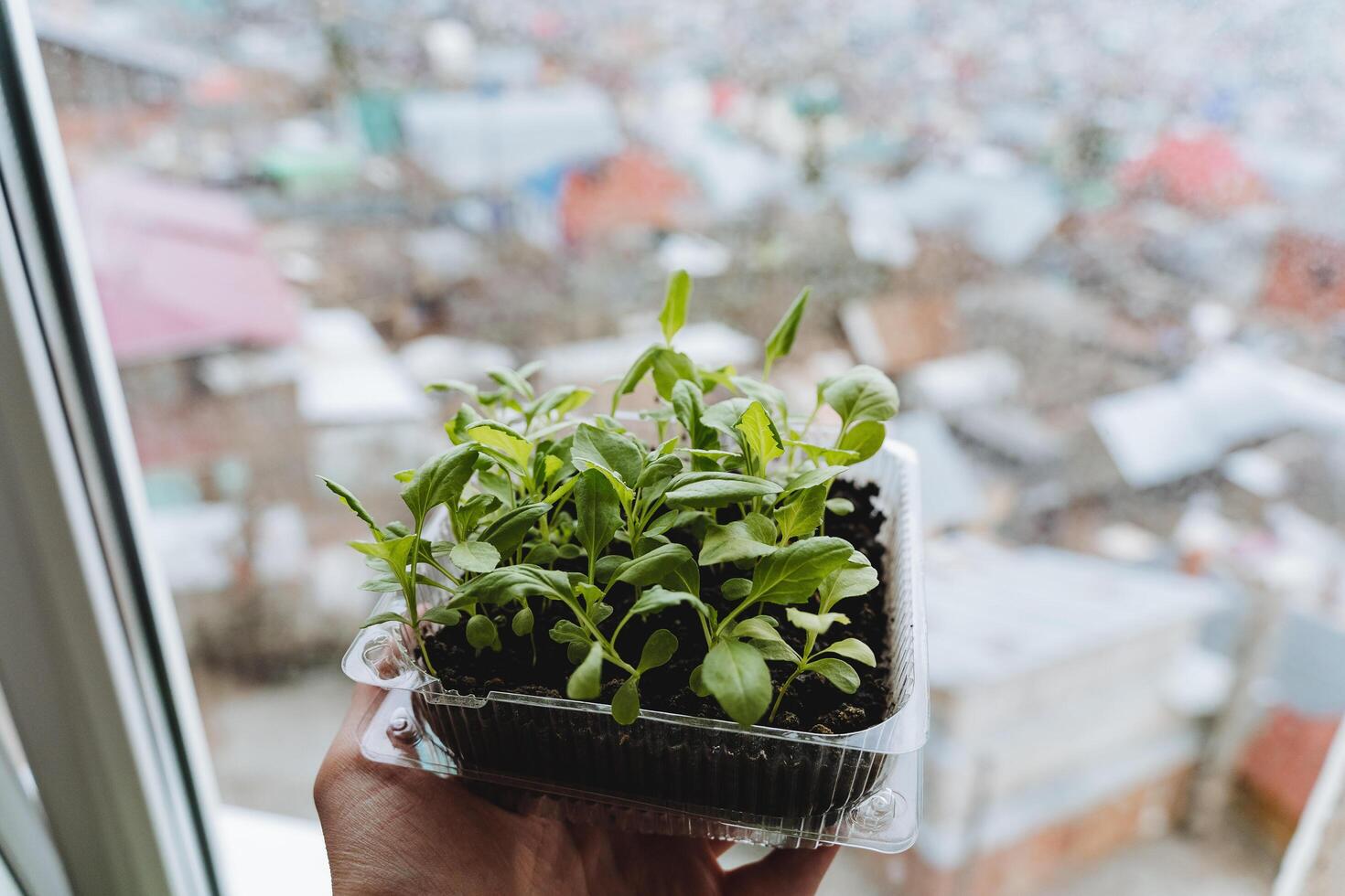 A jar with seedlings on the background of the window, plants for the greenhouse, home gardening. Sprouts of young cabbage. photo