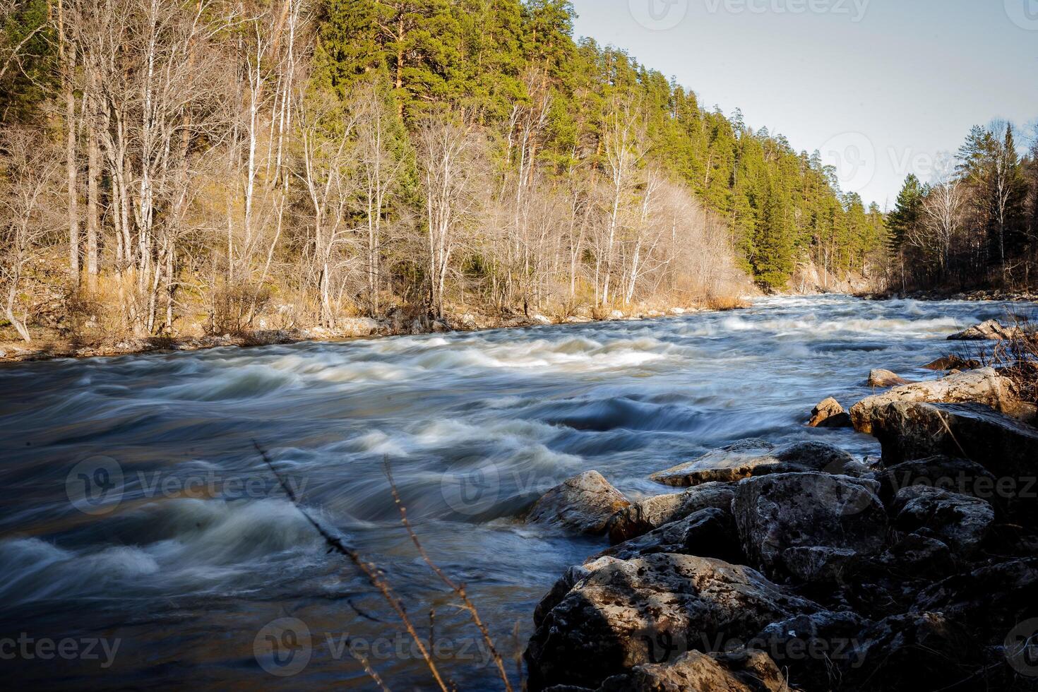 Landscape of a mountain river, rapids on the water, a powerful stream, forest nature, taiga, sunset on the water, green forest, spring flood. photo
