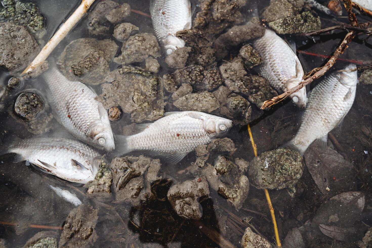 A lot of dead fish swim in the water of the lake, a catastrophe of an ecological scale, dirty water not suitable for the life of the fauna, poisoning of fish. photo