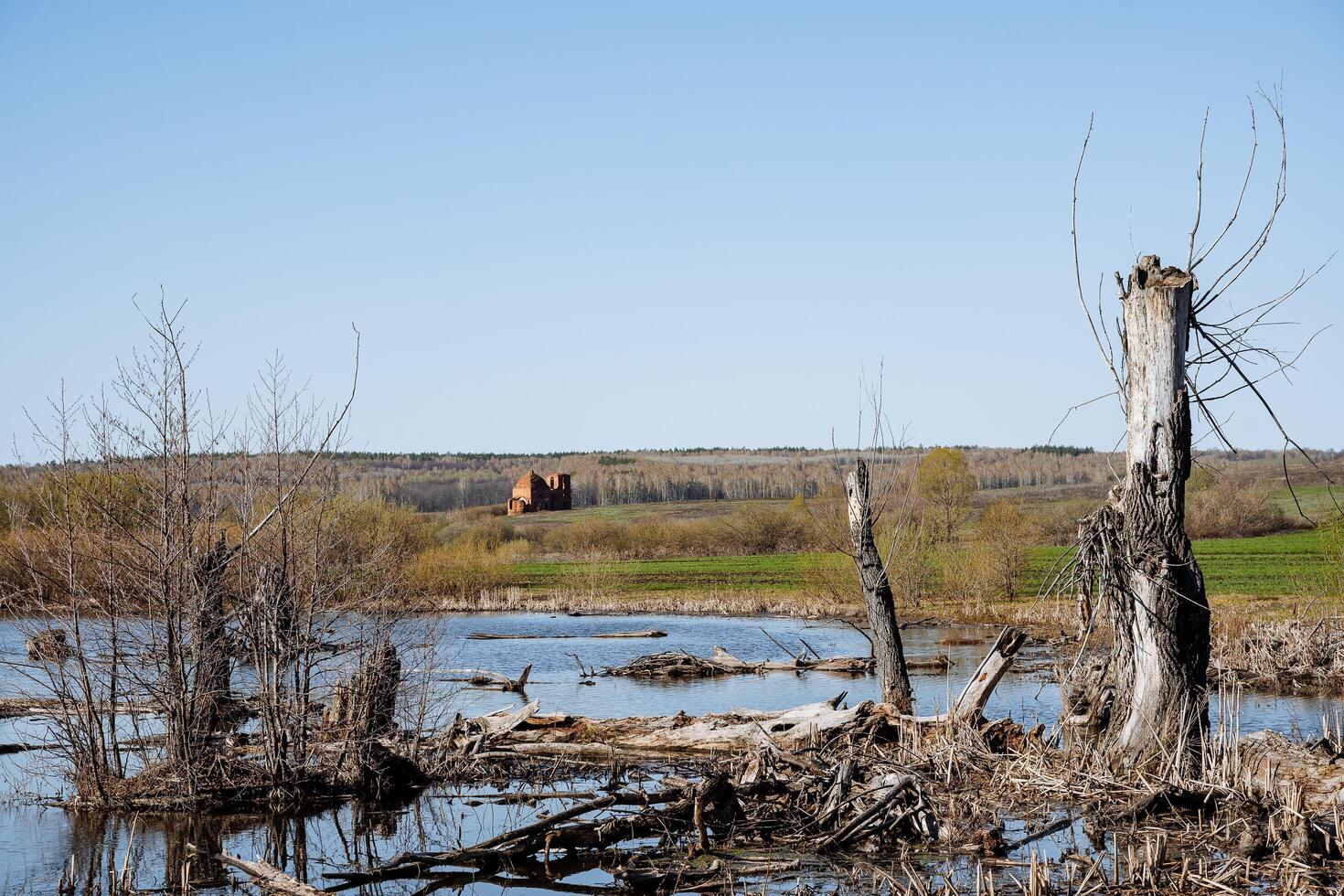 Flooded field old tree bushes under water, dry tree trunks sticking out of the lake, swampy countryside, rural pond, spring weather photo