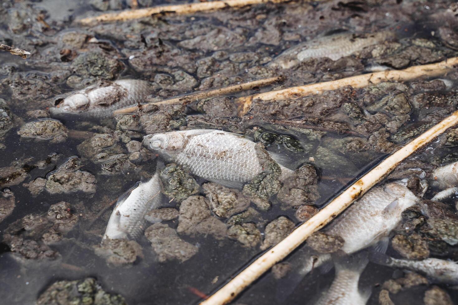 ecológico desastre de el muerte de pescado en el reservorio, contaminación de agua con quimicos, muerto crucian carpa de cerca, un muerto lago, cuerpos de pez. foto