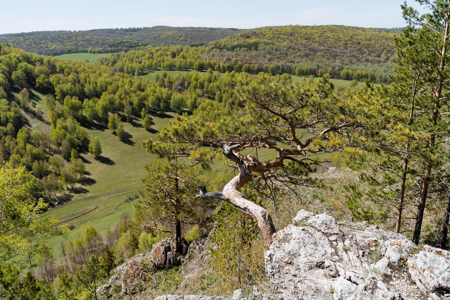 Nature of Russia Southern Urals tract Bujatau mountain against the background of the forest, beautiful rock, crooked tree, pine grows on the edge of the mountain, spring sunny day photo