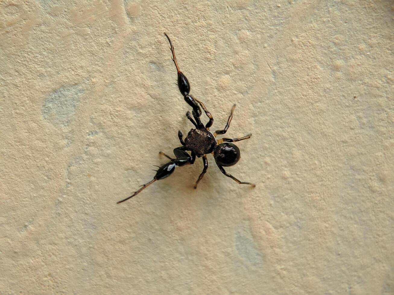 macro Disparo saltando araña harmochirus braquiato en un pared foto