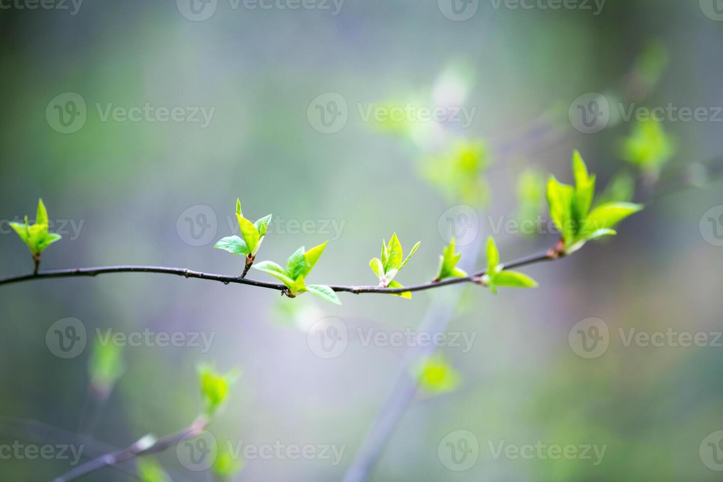 Colorful Flowers in Spring Background photo