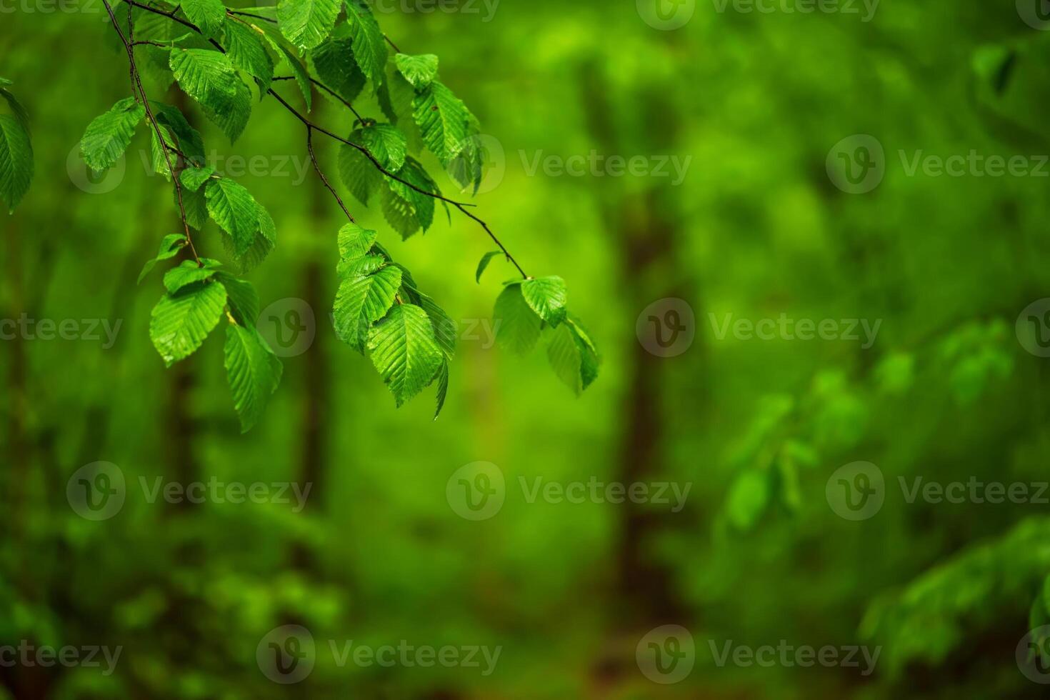 Colorful Flowers in Spring Background photo