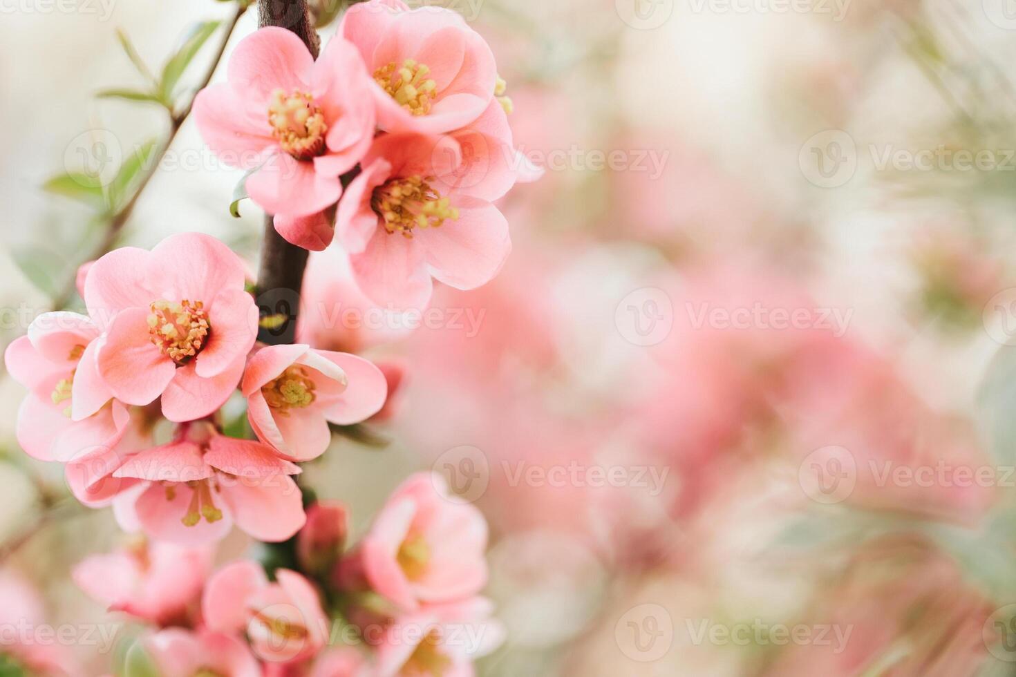 Colorful Flowers in Spring Background photo