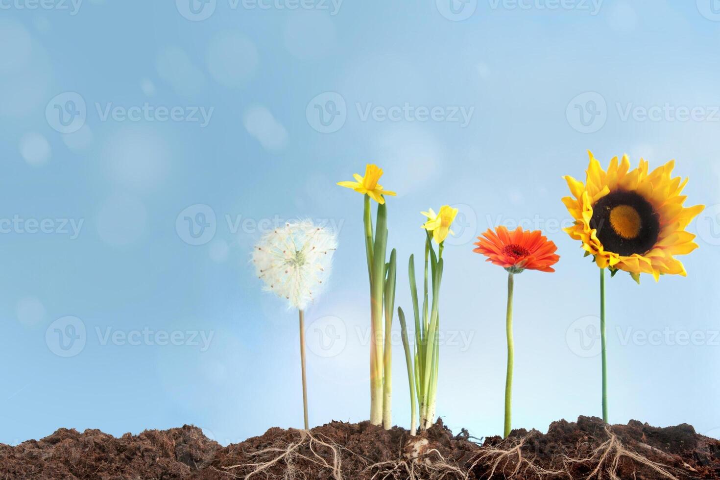 Colorful Flowers in Spring Background photo