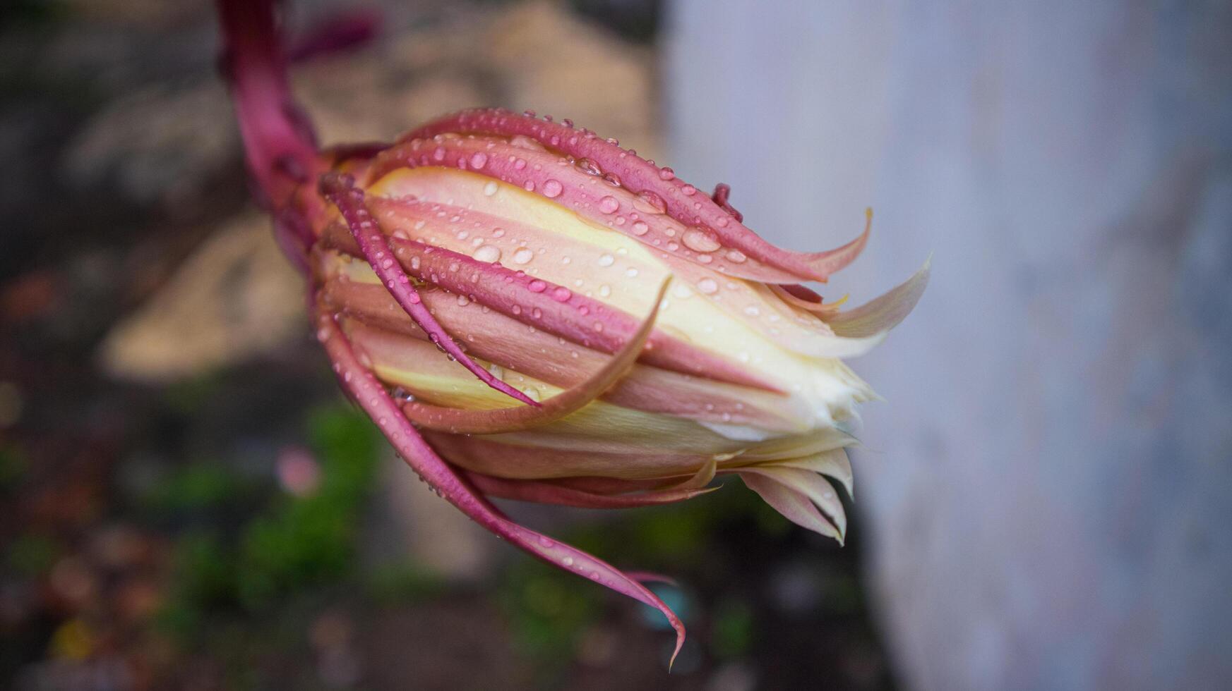 Fresco epiphyllum anguliger o en Indonesia llamado wijaya kusuma foto