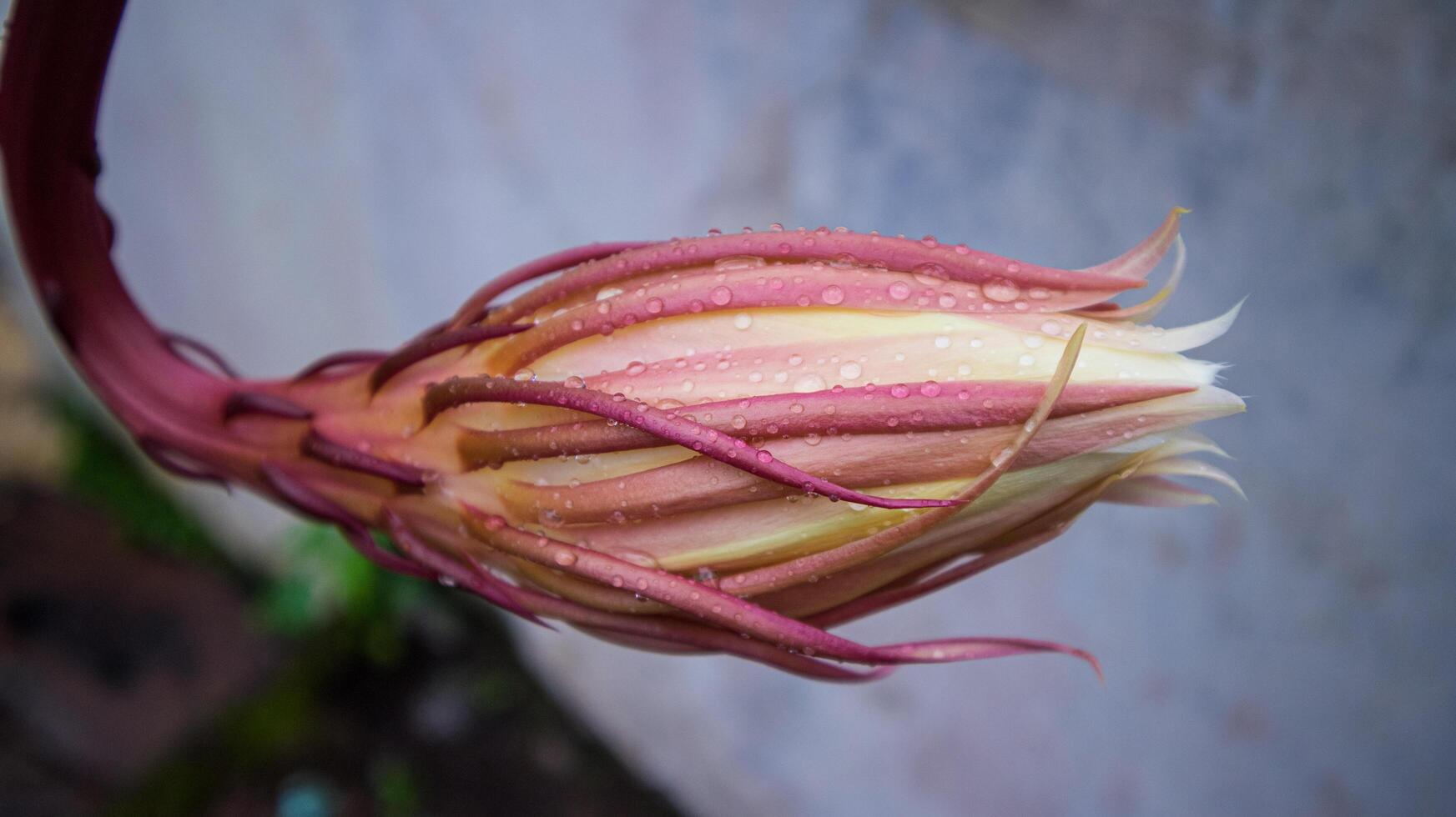 Fresco epiphyllum anguliger o en Indonesia llamado wijaya kusuma foto