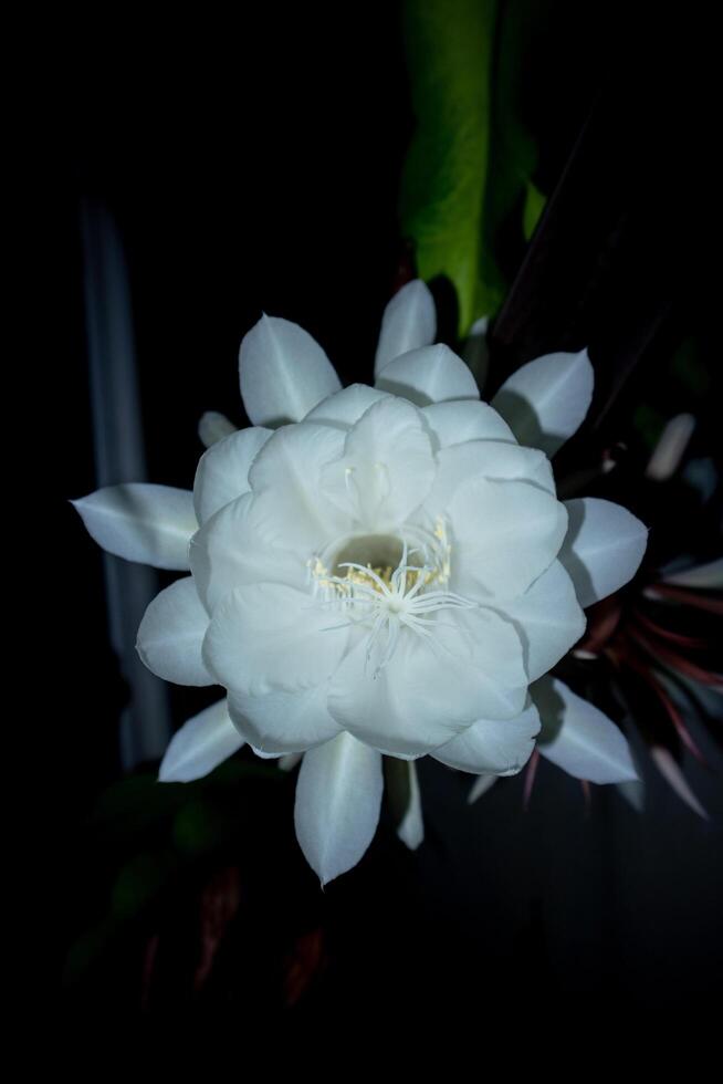 Epiphyllum anguliger. blooming flower in Indonesia called Wijaya Kusuma photo