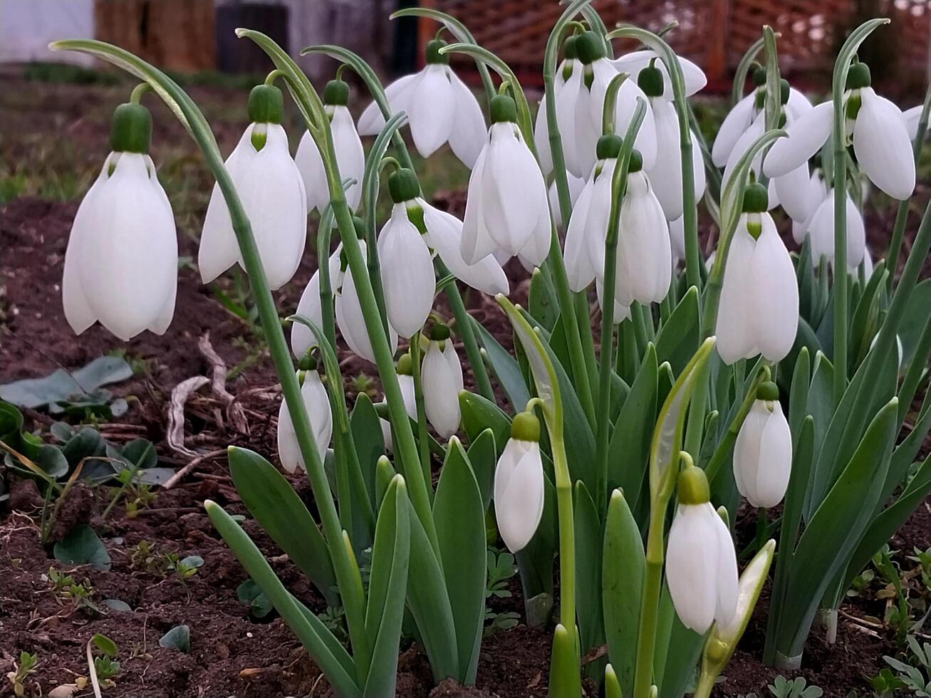 Beautiful snowdrops bloomed and blossomed in their natural environment in the ground photo