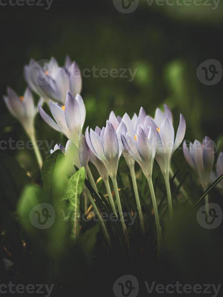 crocuses in the garden photo