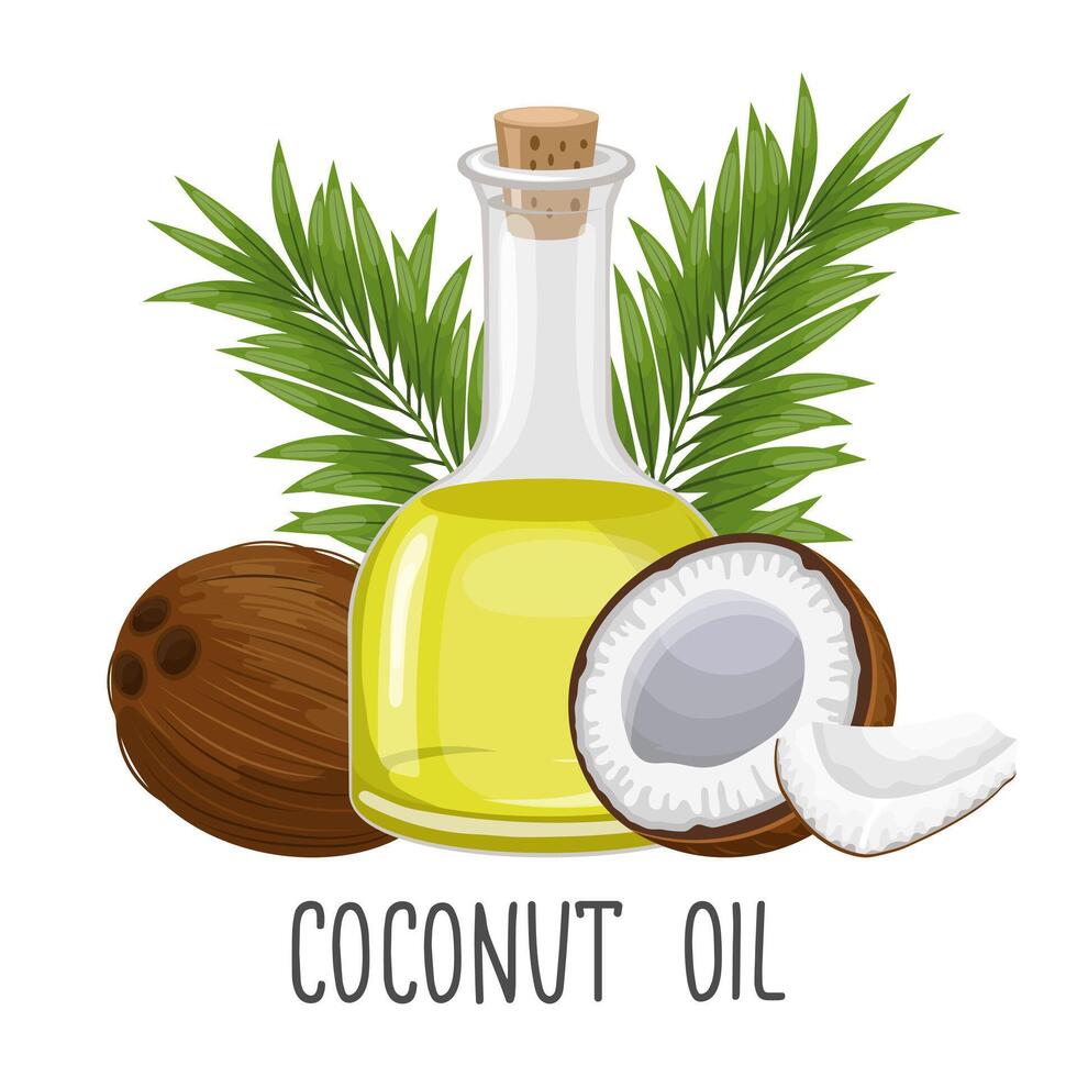 Coconut oil in a glass bottle, coconut and coconut leaves on a white background. Illustration. Vector