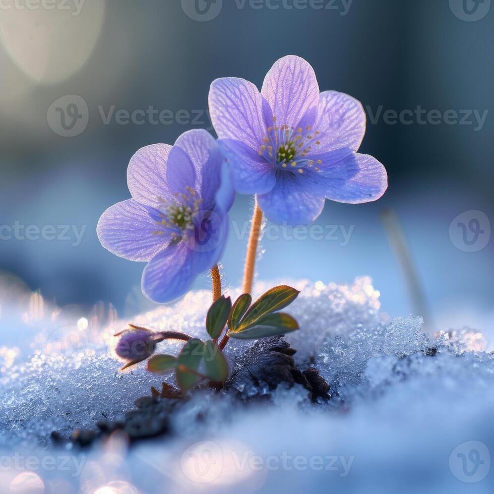AI generated First flowers in spring. First flowers in springtime grow in the snow photo