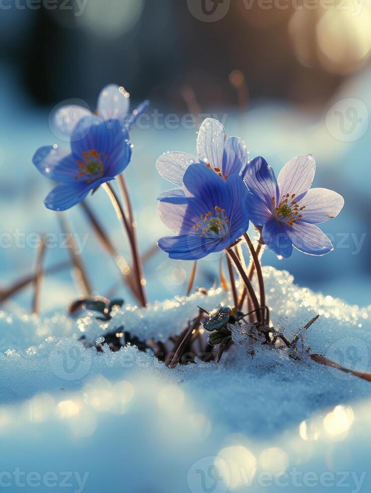 AI generated first spring flowers. Beautiful blue flowers growing through the snow in spring photo